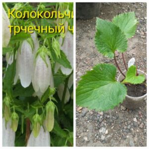 Колокольчик точечный
