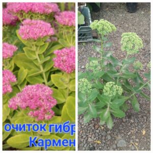 Очиток гибридный Кармен