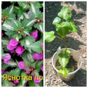 Яснотка полосатая