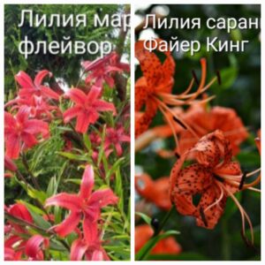 Лилия мартанон (саранка)
