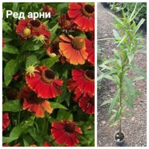Гелениум Ред Арни