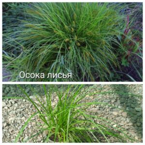 Осока лисья