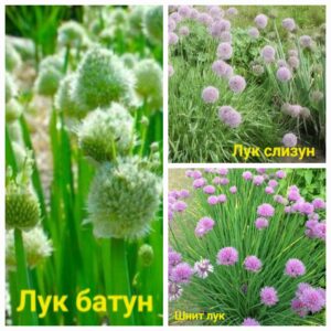 Луки