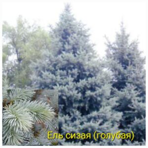 Ель сизая (голубая)