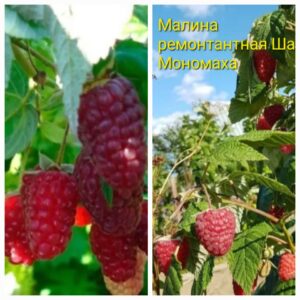 Малина ремонтантная Шапка Мономаха