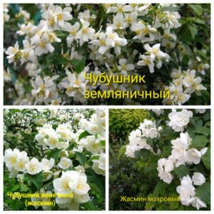 Чубушники (жасмин садовый)