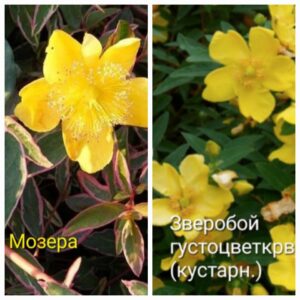 Зверобой кустарниковый