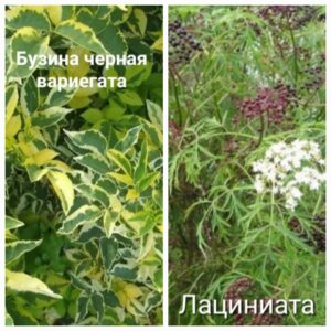 Бузина черная аурея и лациниата