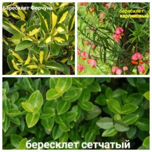 Бересклеты почвопокровные