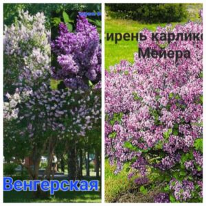 Сирень венгерская и Мейера