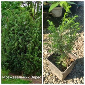 Мозжевельник Верес