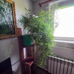 Аспарагус эфиопский