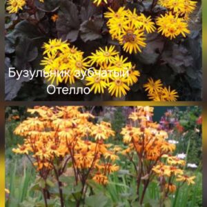 Бузульник зубчатый Отелло и Дездемона