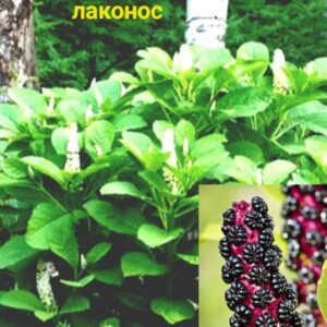 Лаконос