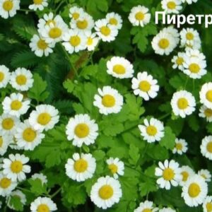 Пиретрум