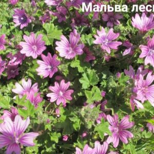 Мальва лесная
