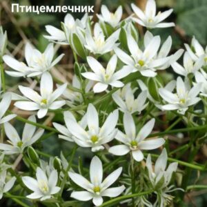 Птицемлечник