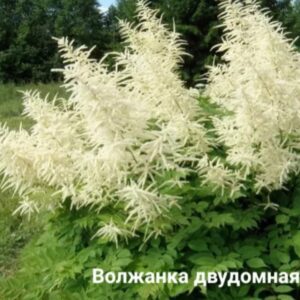 Волжанка двудомная
