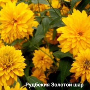 Рудбекия золотой шар