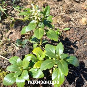 Пахизандра вечнозеленая