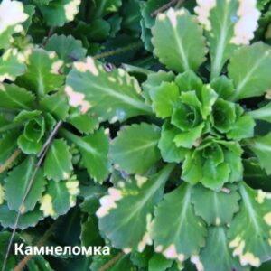 Камнеломка теневая