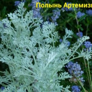 Полынь Артимизия