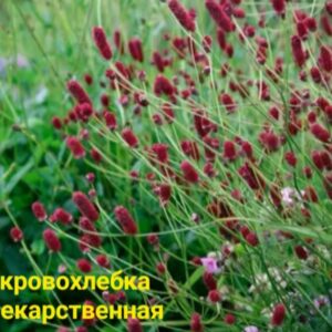 Кровохлёбка лекарственная