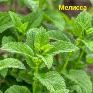 Мелисса