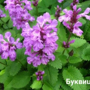 Буквица лекарственная