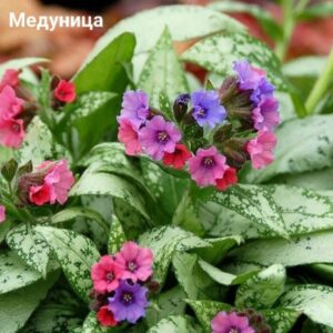 Медуница сахарная