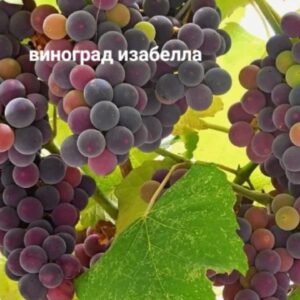 Виноград Изабелла