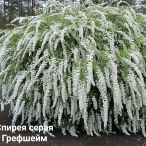 Спирея серая Грефшейм