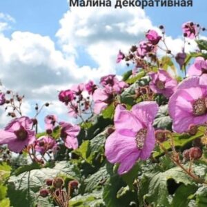 Малина душистая (декоративная)