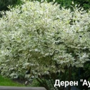 Дерен Аурея