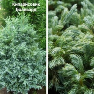 Кипарисовик Болевард