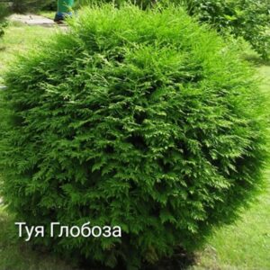 Туя Глобоза