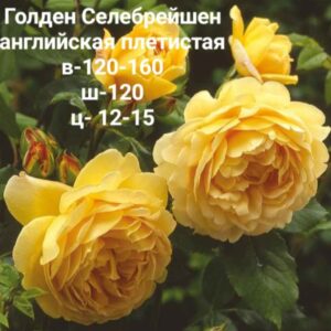 Роза плетистая Голден Селебрейшн