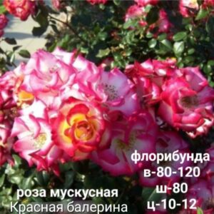 Роза мускусная флорибунда Красная балерина