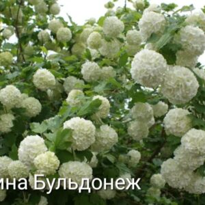 Калина Бульдонеж
