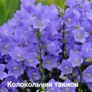 Колокольчик персиколистный голубой