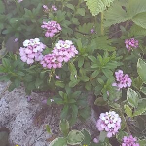 Иберис вечнозелёный розовеющий