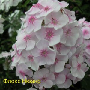 Флокс метельчатый Нюанс