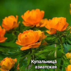 Купальница азиатская