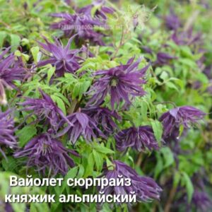 Княжик альпийский Вайолет Сюрпрайз