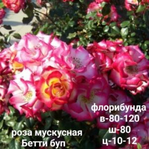 Розы