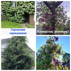 Лианы