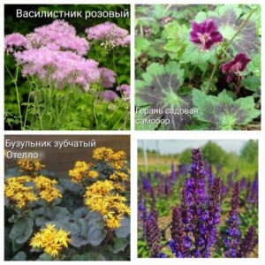Многолетние травянистые растения