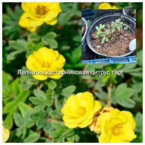 Лапчатка кустарниковая Цитрус Тарт