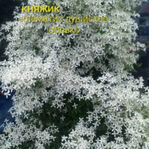 Княжик клематис Душистое облако