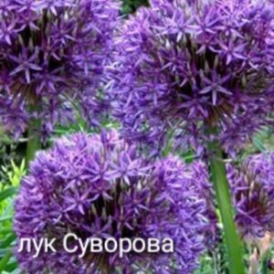 Лук Суворова